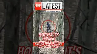 Is BIGFOOT Real? #crime #realcrimestory #weirdfacts #bigfoot #wronged