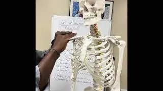 Bone Markings (எலும்புப் புடைப்புகள்)