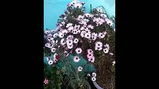 Dimorphotheca/African Daisy #flowers #gardening #youtube #daisy