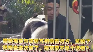 2026.1.28傲娇福宝与左右邻居互相偷看，各位小表情笑喷ee们；杨奶爸投喂被福宝逗笑了#panda #大熊猫 #福宝 #fubao