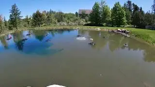 Bacterius Natural Blue Pond Dye Time lapse