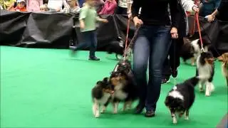 Tiermesse Wels - Shetland Sheepdog