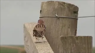 Tree Sparrow (Passer montanus)