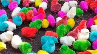 colorful chicks growth,colorful chicks growth day by day,colorful chicks growth time lapse