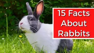 15 INTERESTING FACTS ABOUT RABBITS