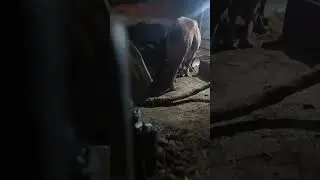 all type cow ,dairy farming