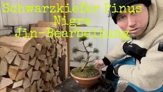 Bergkiefer Pinus Mugo Bonsai 04/22