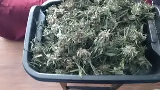 Trimming 6 oz per hr (Risentek)