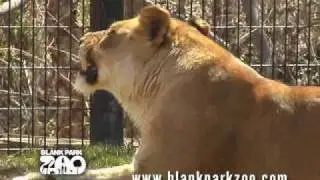 African Lion at the Blank Park Zoo