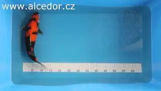 Alcedor KOI 8075 9146