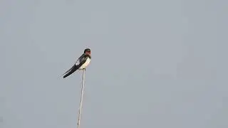 Barn swallow seen preening perched on a dry stalk at dawn at Maguri beel, Assam, India 