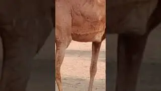dejart jesalmer #ceamal #untha #rajasthan