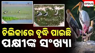 ଚିଲିକାରେ ବଢ଼ିଛି ପକ୍ଷୀ ସଂଖ୍ୟା | Chilika Bird Census | Bird Population Increased In Chilika