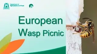 European wasp picnic | Department of Agriculture and Food WA