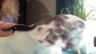 The Residents of Fairy Castle Farm - Gentle Bunny Tummy Massage