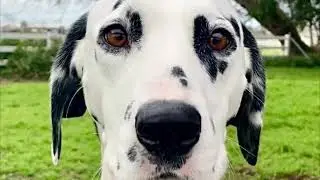 Gateway Farm Dalmatians having fun!  February 16, 2024