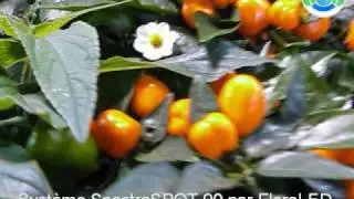 Culture sous LEDs avec les syst&egrave;mes FloraLED