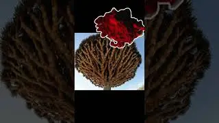 🤯🤯OMG!THE TREE THAT BLEEDS IN YEMEN