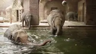 Elephant group swimming,baby elephants bathing,Elefantenbaden,Zoo Leipzig Video