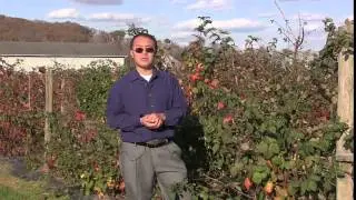 Master Gardener Training Blackberries
