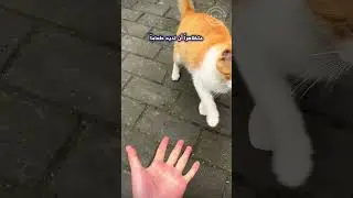 لن تصدق رد فعل هذا الطائر على مقلب هذا الرجل له - شاهد ما حدث 😂 