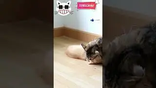 Furry Friends Face-Off: Two Cats Play Fighting for Fun #shorts #cat