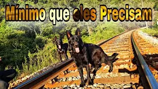 Como cuidar de um Pastor Alemão filhote, necessidade básica de um cachorro 