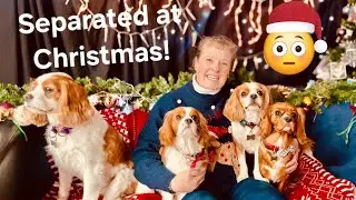 CHRISTMAS EVE 2025 TRAVEL DAY #campervanningwithcavaliers #Christmas #travel #ferry #pizza #trifle 