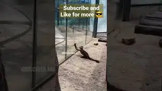 Smart Monkey 🐒/ How to escape zoo? #shorts