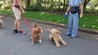 A Baby Magpie, a Duck hangout - Teaching Respect to Horses all on this dogs walk