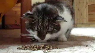 My Joey - cat with 4 ears - eating
