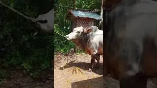 lembu jantan untuk persiapan qurban haji depan