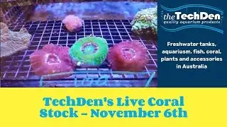 The Tech Den Live Coral Stock - 6 November 2017