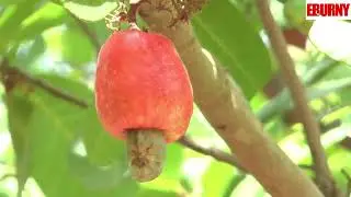 Côte d'Ivoire: La meilleure agriculture de l'Afrique de l'ouest.
