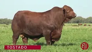 TOSTADO - BRANGUS COLORADO- SEMEX ARGENTINA