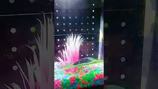 Did You Ever See a Fish Sleeping in a Bed ? :) :)