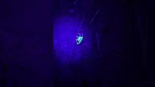 Watch the scorpions glow! #camping #family #science #photography #fun