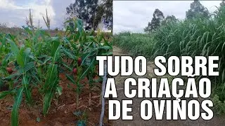 mostrando toda a capineira para alimentar 300 cabe&ccedil;as de ovinos