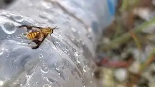 Yellow Fly - Close Up Of One Of Florida's worst biting fly and it's no joke