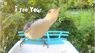 BirdCam: What Happened When I Stopped Feeding the Birds?