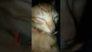 #cute #oyen 🐱