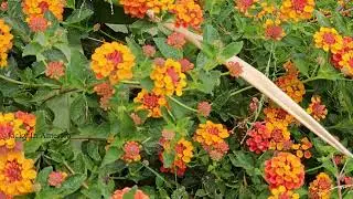 Beautiful Flowers In California | Spring | Season | Relaxing Nature Ambiance  Calming environment .