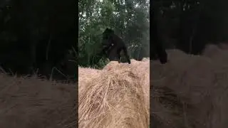 Doodle Puppy Training for Hay Bale Hopping Championship!! #shorts#pets  #dogs#cute