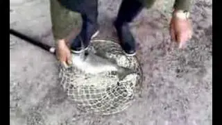 CATTURA  ORATA A FEZZANO