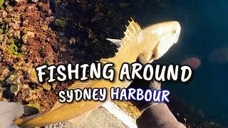 Lurefishing around Sydney Harbour
