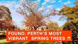 WA Spring Coral Trees | Perth Suburb Walk | Perth Life and Living WA 