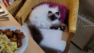 When Your Seat At The Dinnertable Is Taken