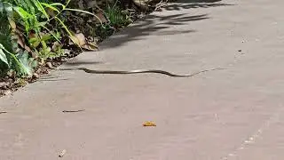 Painted Bronzeback