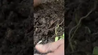 How i sift compost #compost