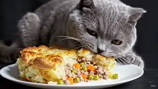 British Shorthair Eat Shepherd&rsquo;s Pie | Satisfying Eating Sounds | Cat ASMR